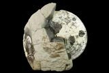 Fossil Ammonite (Sphenodiscus) in Rock - South Dakota #143840-3